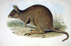 Östliches Hasenkänguru (Lagorchestes leporides),  Zeichnung von John Gould