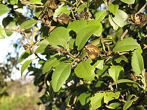 Norfolkeibisch (Lagunaria patersonia)