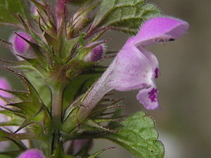 Purpurrote Taubnessel (Lamium purpureum)