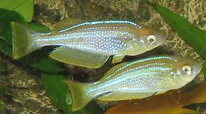 Tanganjika-Leuchtaugenfisch (Lamprichthys tanganicanus)
