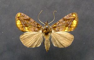Wiesenrauten-Goldeule (Lamprotes c-aureum)