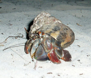Coenobita clypeatus am Strand in Mexiko