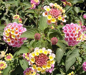 Blütenstände einer Wandelröschen-Sorte (Lantana camara)