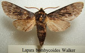 Präparat von Lapara bombycoides