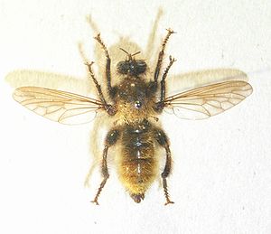 Gelbe Raubfliege (Laphria flava), Männchen