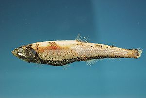 Großschuppiger Laternenfisch (Neoscopelus macrolepidotus)