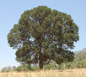Blau-Eiche (Quercus douglasii)