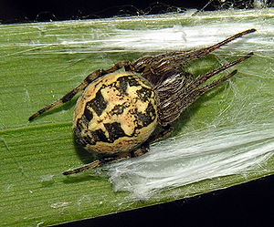 Schilfradspinne (Larinioides cornutus), Weibchen