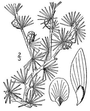 Ostamerikanische Lärche (Larix laricina ), Zeichnung.