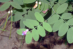 Schwärzende Platterbse (Lathyrus niger)