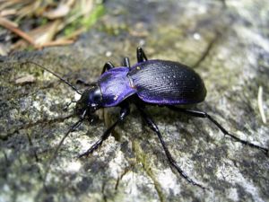 Blauvioletter Waldlaufkäfer (Carabus problematicus)