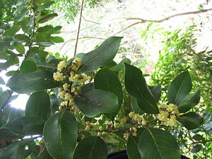 Blüten des Azoren-Lorbeer (Laurus azorica)
