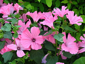 Lavatera trimestris 'Pink Beauty'