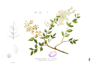 Hennastrauch (Lawsonia inermis), Illustration