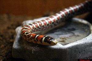 Lampropeltis pyromelana knoblochi