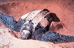 Lederschildkröte bei der Eiablage