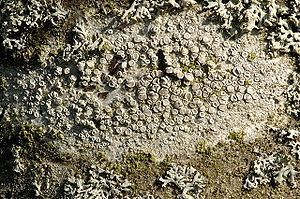 Lecanora carpinea