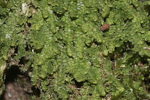 Lejeunea cavifolia (c, 144714-480309).JPG