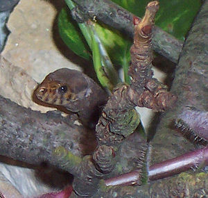 Krokodil-Nachtechse (Lepidophyma flavimaculatum)