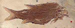 Fossil von Lepidotes notopterusaus dem Solnhofener Plattenkalk.