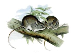 Kleine Häschenratte (Leporillus apicalis) nach Gould