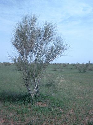 Leptadenia pyrotechnica.