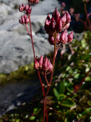 Leptarrhena pyrolifolia 23155.JPG