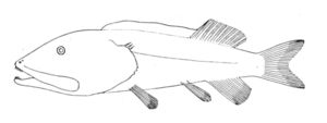 Leptochilichthys pinguis