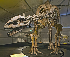 Skelettrekonstruktion von Lessemsaurus sauropoides