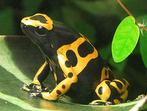 Gelbgebänderter Baumsteiger (Dendrobates leucomelas)