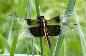 Libellula luctuosa (Männchen) in Ontario