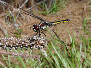 Libellula axilena.jpg