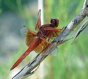 Libellula saturata, Männchen