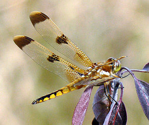 Libellula semifasciata.jpg