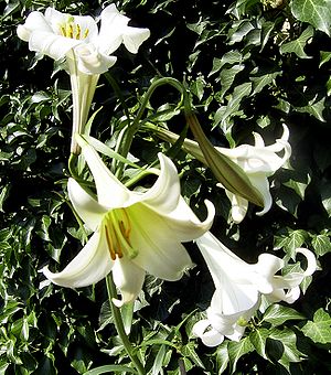 Philippinen-Lilie (Lilium philippinense)