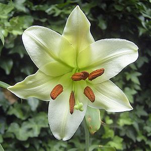 Blüte von Lilium brownii