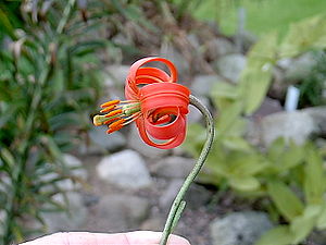 Lilium callosum