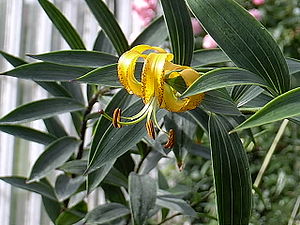 Lilium lijiangense