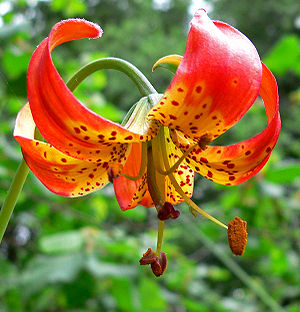 Lilium pardalinum subsp. pitkinense