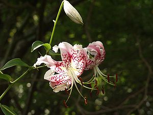 Pracht-Lilie (Lilium speciosum)