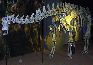 Skelettrekonstruktion von Limaysaurus