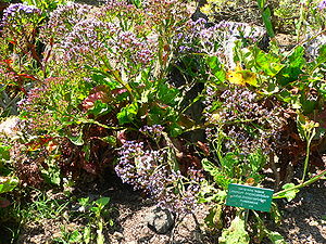 Limonium brassicaefolium brassicaefolium plants.JPG
