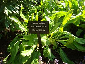 Limonium latifolium.jpg