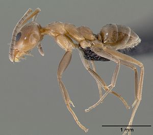 Argentinische Ameise (Linepithema humile), Museumsexemplar