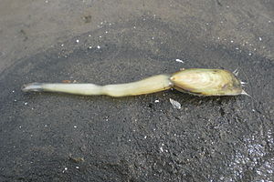 Lingula sp. am Strand von Ozamis City (Philippinen).