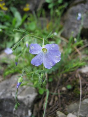 Alpen-Lein (Linum alpinum)