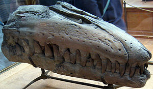 Kiefer von Liodon mosasauroides im Muséum national d'histoire naturelle in Paris.