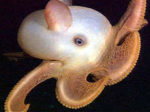 Grimpoteuthis sp.