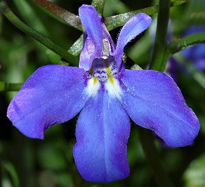 Männertreu (Lobelia erinus), Blaue Sorte.