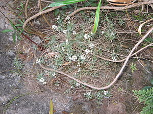 Lobularia canariensis.jpg